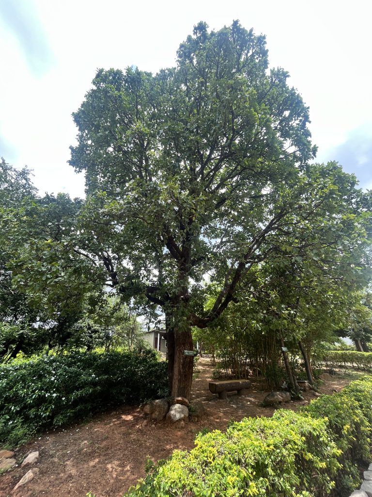 The Mahua trees, cultivated by local tribes, are among the fire risks.